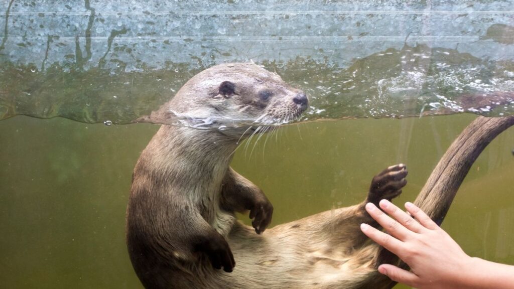 Európai vidra úszik a víz alatt, miközben egy kéz érinti az üveget.