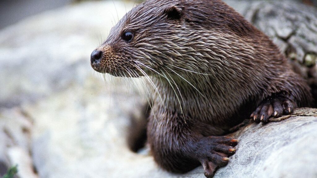 Európai vidra egy fán pihen, figyelmesen néz körül.