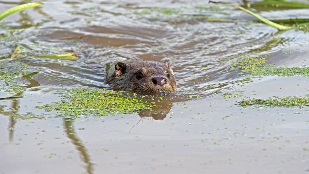 Európai vidra úszik a vízben, körülötte zöld növényzet.