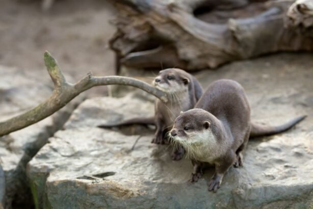 Két európai vidra ül egy sziklás területen, körülöttük természetes faágak.