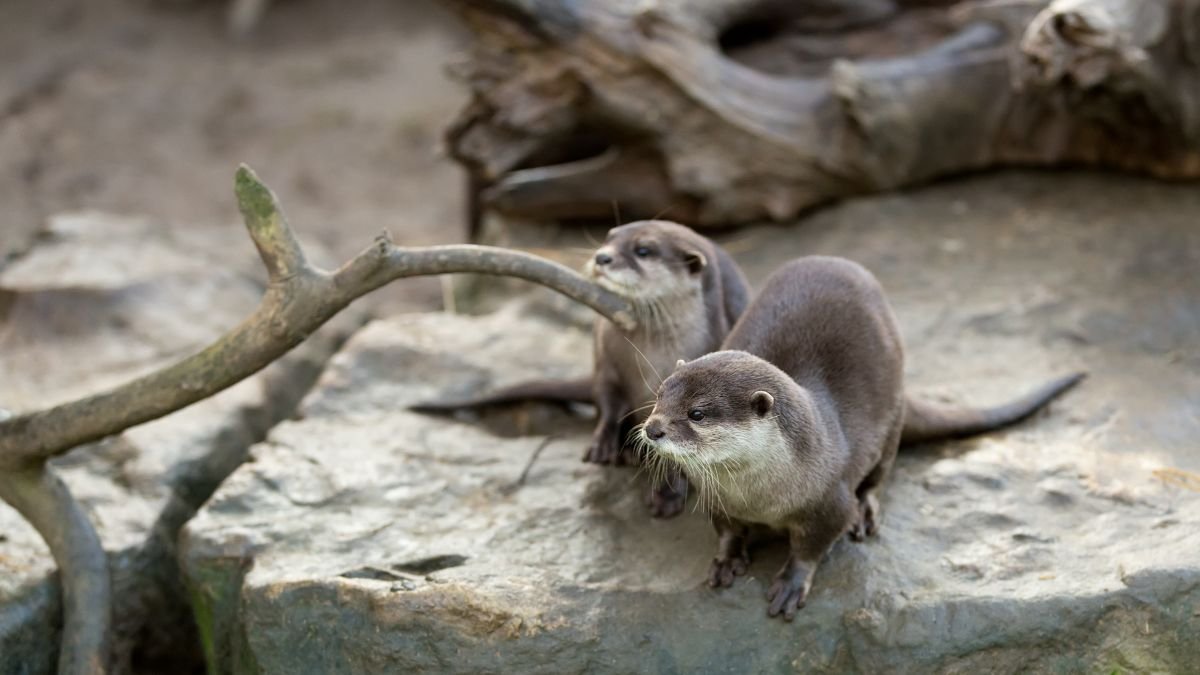 Két európai vidra ül egy sziklás területen, körülöttük természetes faágak.