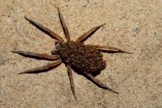 Egy farkaspók a földön, barna színű, hosszú lábakkal.