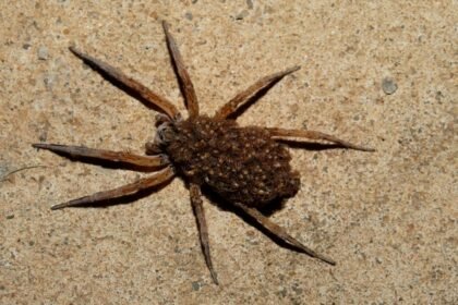 Egy farkaspók a földön, barna színű, hosszú lábakkal.