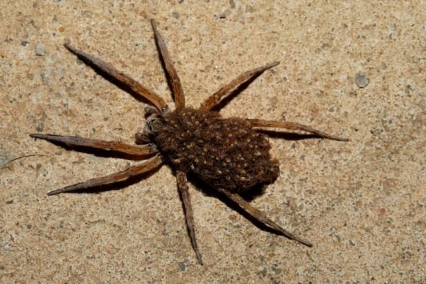 Egy farkaspók a földön, barna színű, hosszú lábakkal.