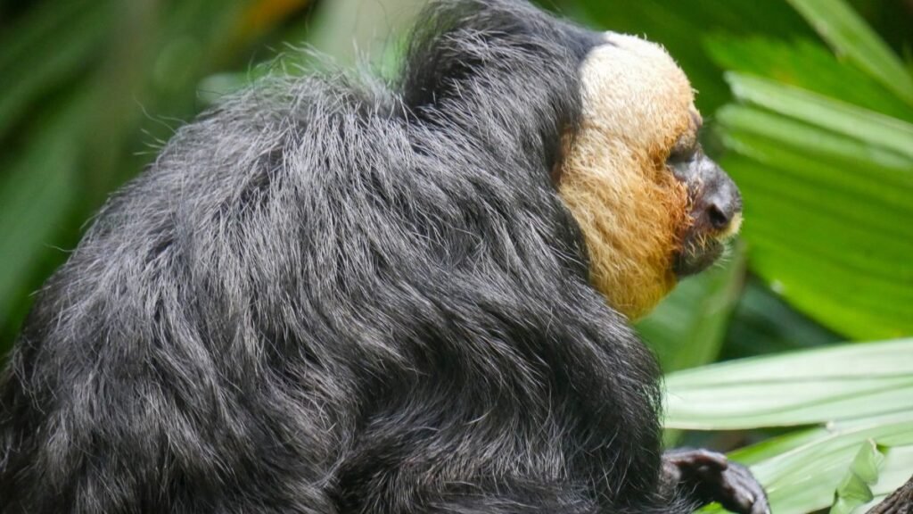 Egy fehérarcú sátánmajom, fekete bundával és világos arccal, zöld levelek között.