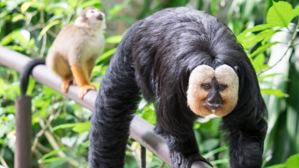 Két fehérarcú sátánmajom egy zöld környezetben, az egyik a rácson áll, a másik mögötte ül.