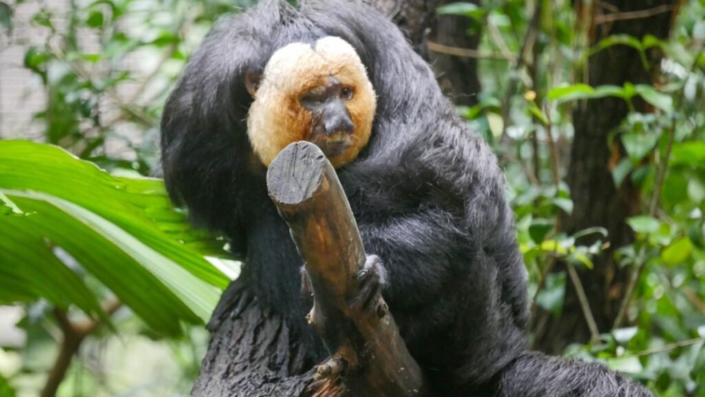 Egy fehérarcú sátánmajom ül egy fán, a háttérben zöld levelek láthatók.