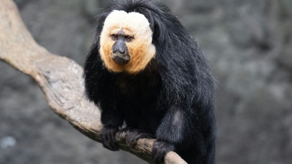 Fehérarcú sátánmajom egy ágon ülve, figyelmesen néz körül.