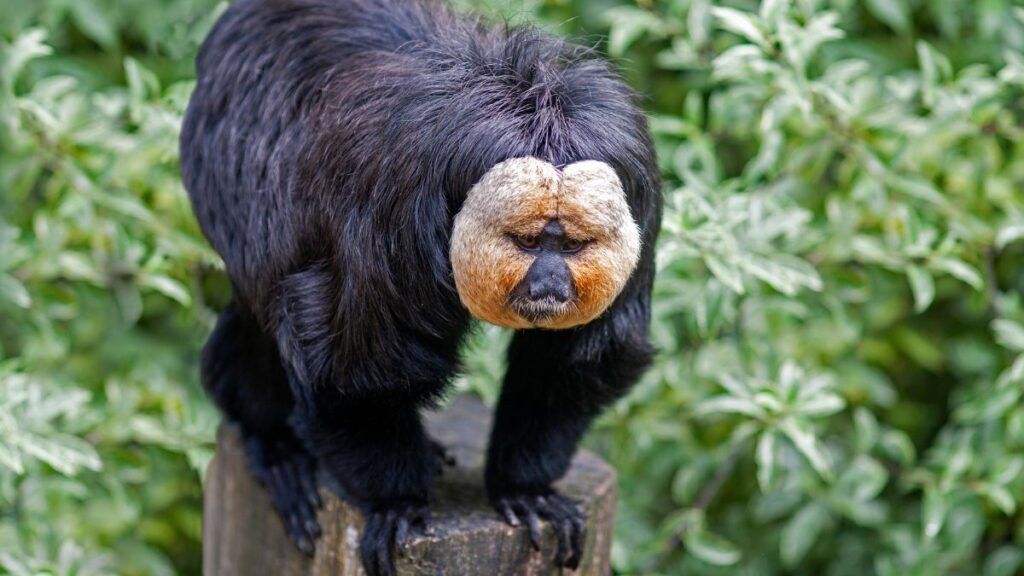 Fehérarcú sátánmajom, aki egy faágon áll, zöld háttér előtt.