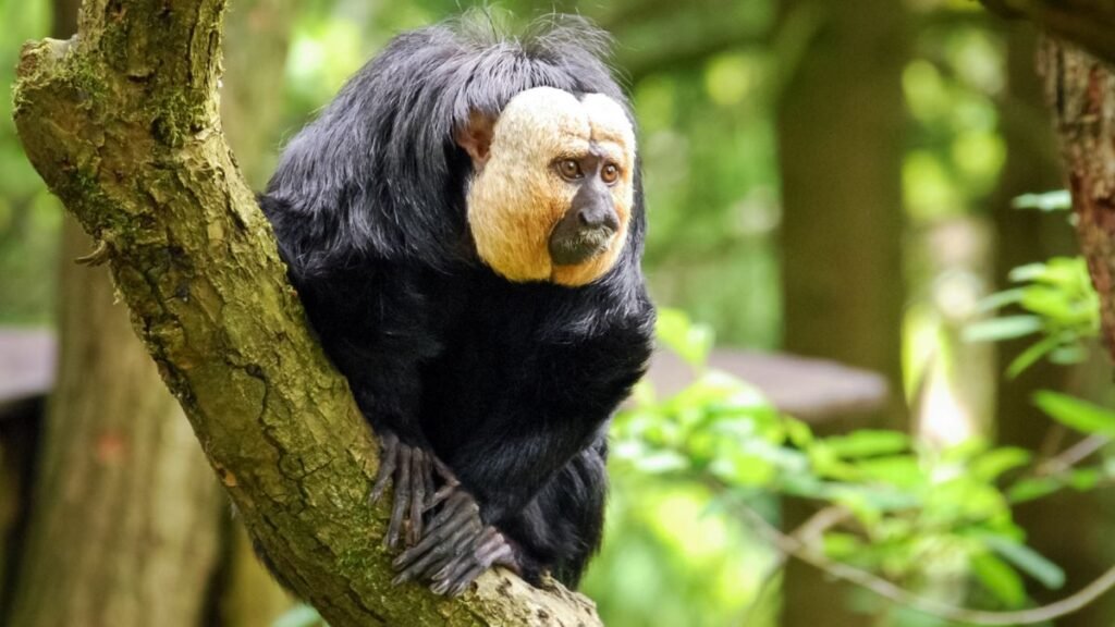 Fehérarcú sátánmajom egy fán ülve, figyelmesen néz körül.