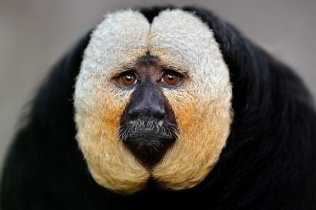 Fehérarcú sátánmajom közelről, kifejező arccal és szőrzettel.