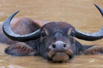 Folyami bivaly, aki a vízben pihen, hatalmas agancsokkal.