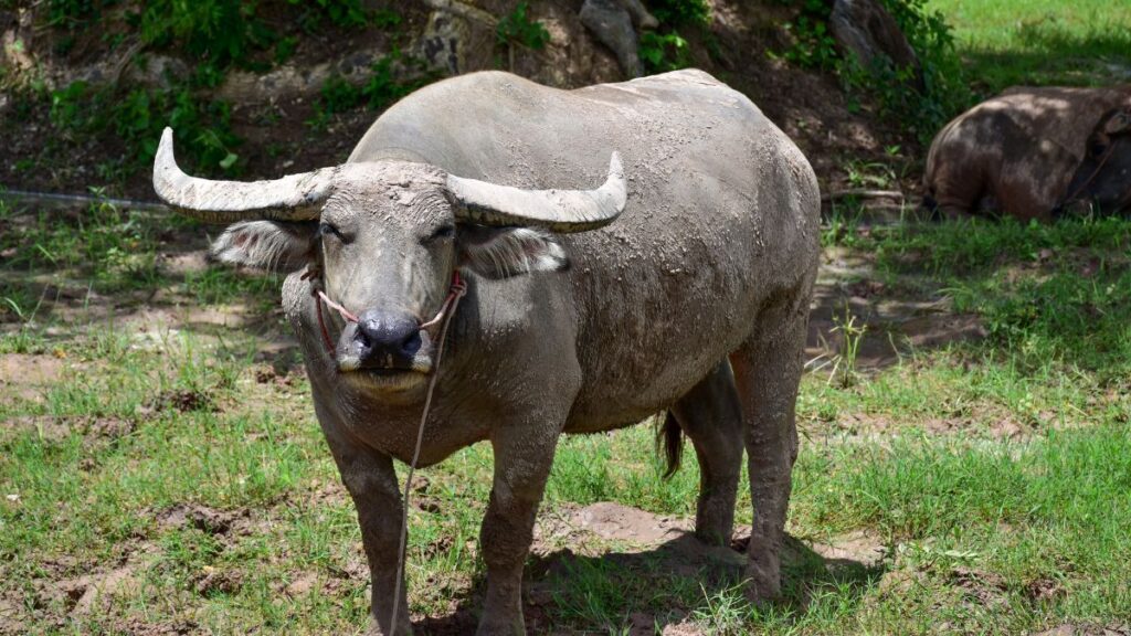 Egy Fülöp-szigeteki Carabao, agyagos bőrrel, a zöld fűben áll.