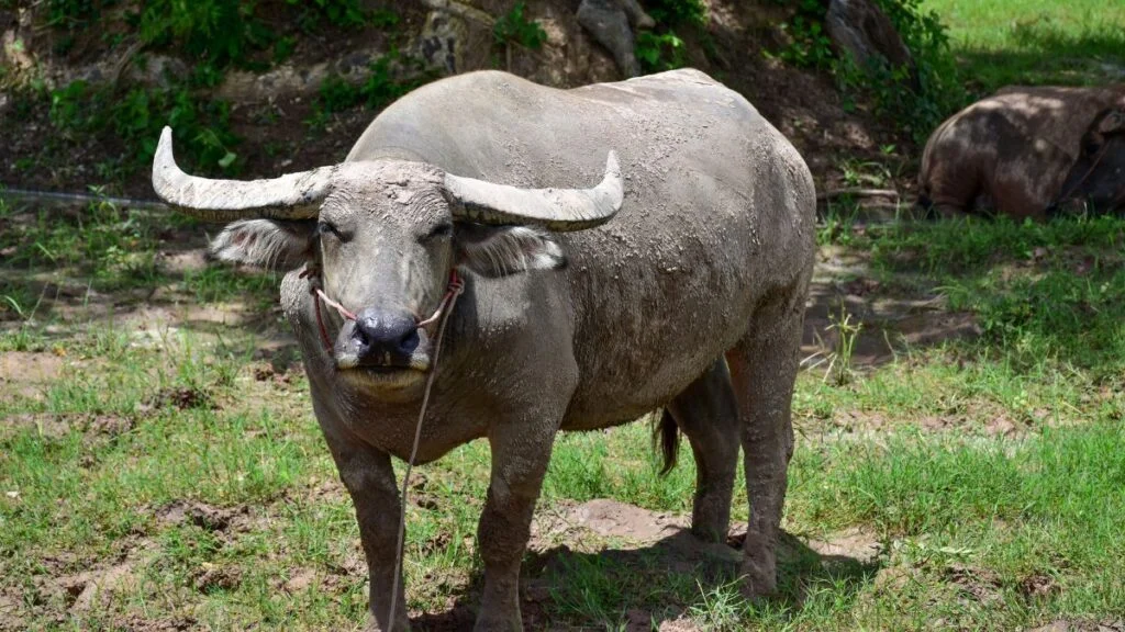 Egy Fülöp-szigeteki Carabao, agyagos bőrrel, a zöld fűben áll.