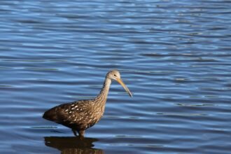 Egy gázlómadár áll a vízben, körülötte csillogó vízfelszín.