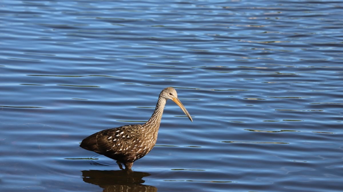 Egy gázlómadár áll a vízben, körülötte csillogó vízfelszín.