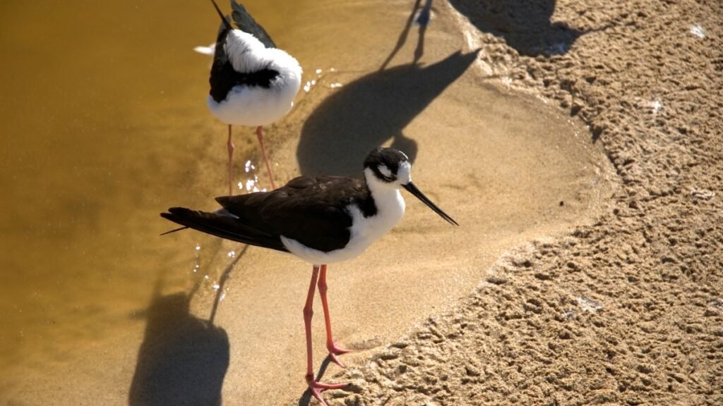 Két gázlómadár áll egy vízparti homokos területen, az egyik madár közelről látható.