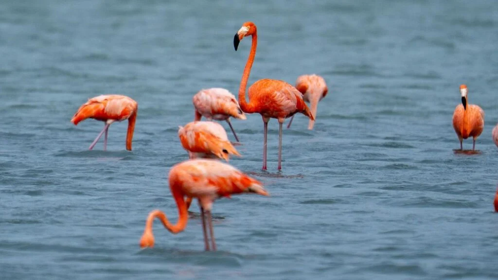 Két gázlómadár, flamingók egy vízben, színes tollazattal.