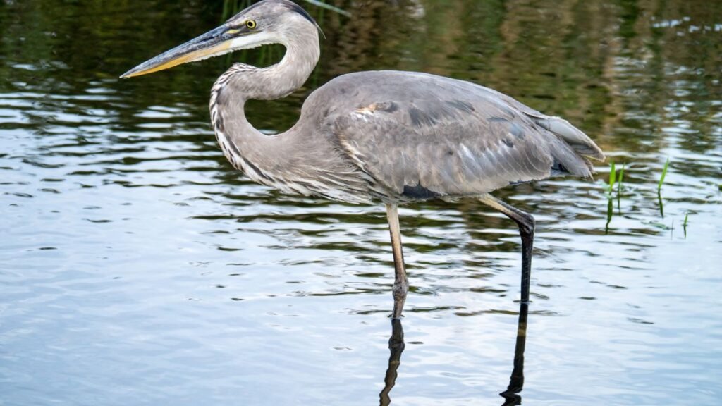 Egy gázlómadár áll a vízparton, elegáns testtartásban, a víz tükröződik körülötte.