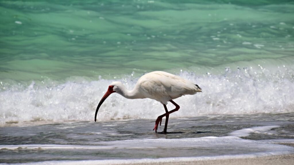 Egy gázlómadár a vízparton, ahogy a hullámok között sétál.