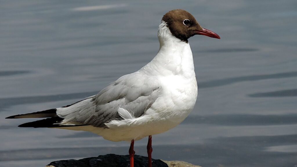 Egy felnőtt sirály áll a vízparton, szürkés-fehér tollazattal és barna fejjel.