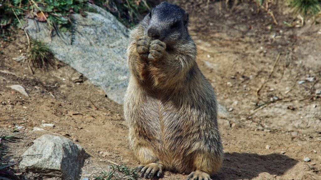Egy mormota áll a földön, kezeit az állán tartva, figyelmesen néz.