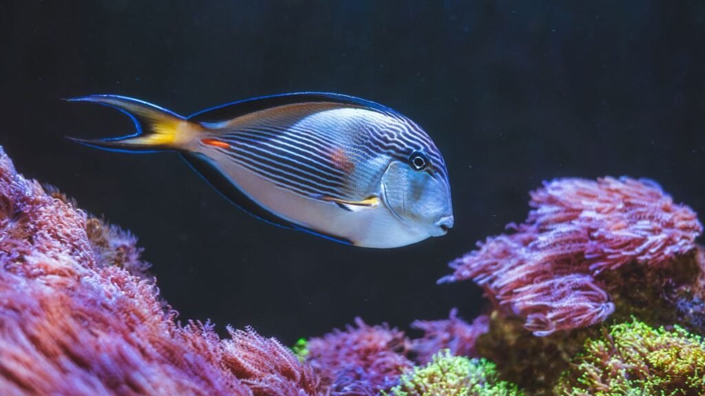 Egy színes hal úszik a korallok között, lenyűgöző víz alatti tájban.