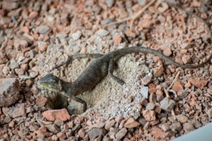 Egy gyík fekszik a földön, apró kövekkel körülvéve, egy kis üreg mellett.