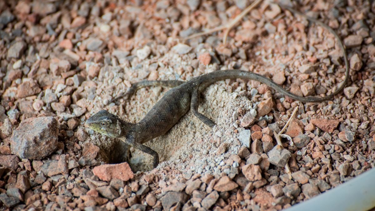 Egy gyík fekszik a földön, apró kövekkel körülvéve, egy kis üreg mellett.