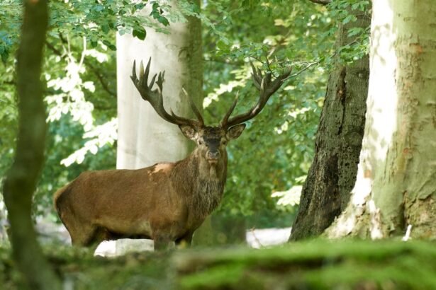Egy gímszarvas áll a fák között, dús zöld környezetben.