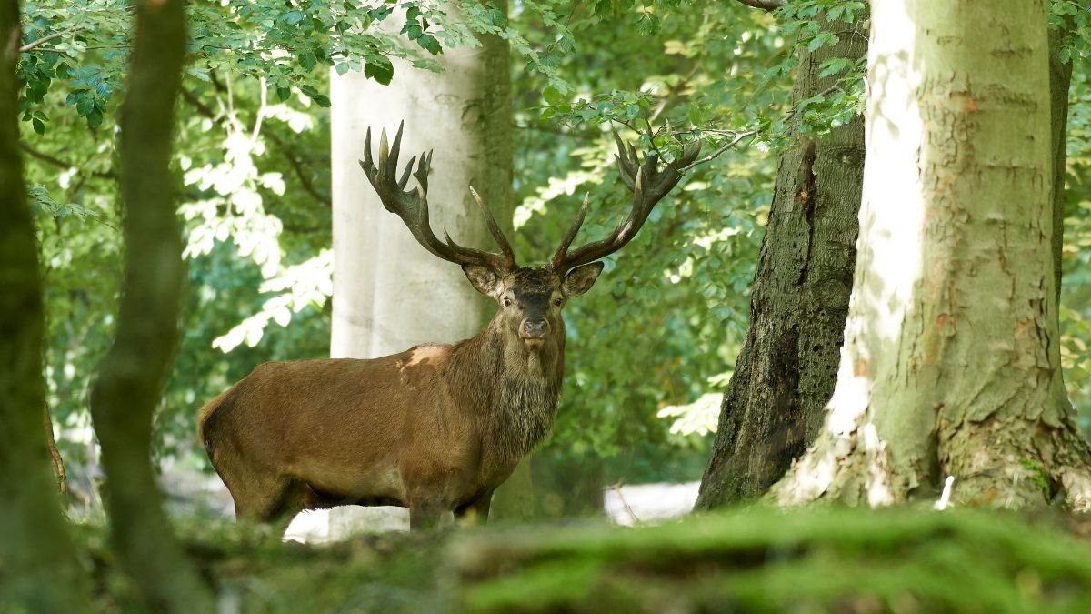 Egy gímszarvas áll a fák között, dús zöld környezetben.