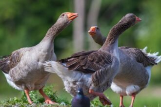 Három házilúd a zöld fűben, élénk színekben, vidám mozdulatokkal.