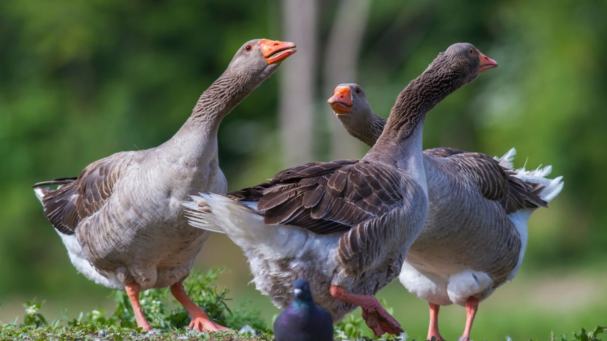 Három házilúd a zöld fűben, élénk színekben, vidám mozdulatokkal.