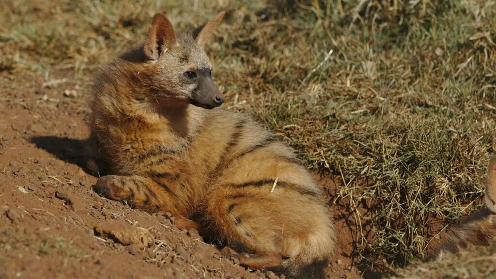 Egy fiatal hiéna fekszik a földön, bundája szőke és csíkos, körülötte fű és föld.