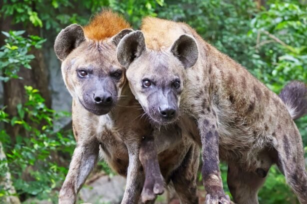 Két hiéna áll egymás mellett, zöld növényzet környezetében, érdeklődő tekintettel.