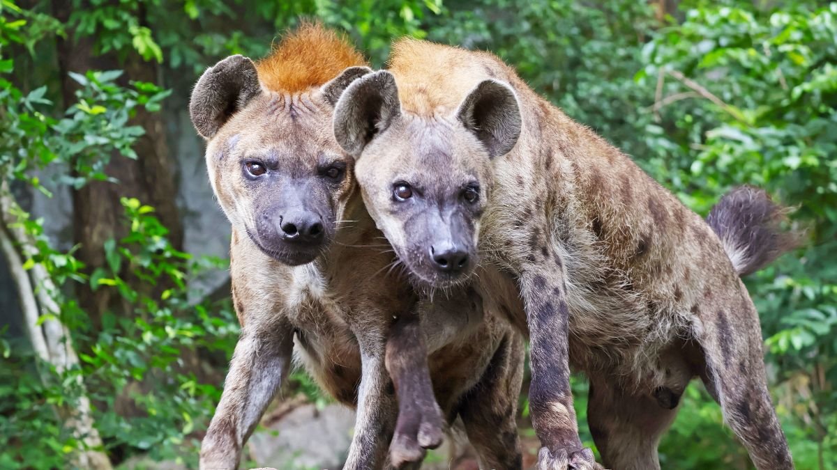 Két hiéna áll egymás mellett, zöld növényzet környezetében, érdeklődő tekintettel.