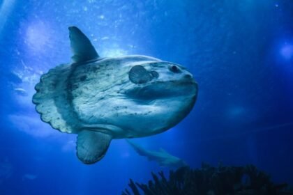 Egy holdhal úszik a kék vízben, lenyűgöző látványt nyújtva.