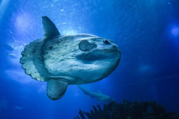 Egy holdhal úszik a kék vízben, lenyűgöző látványt nyújtva.