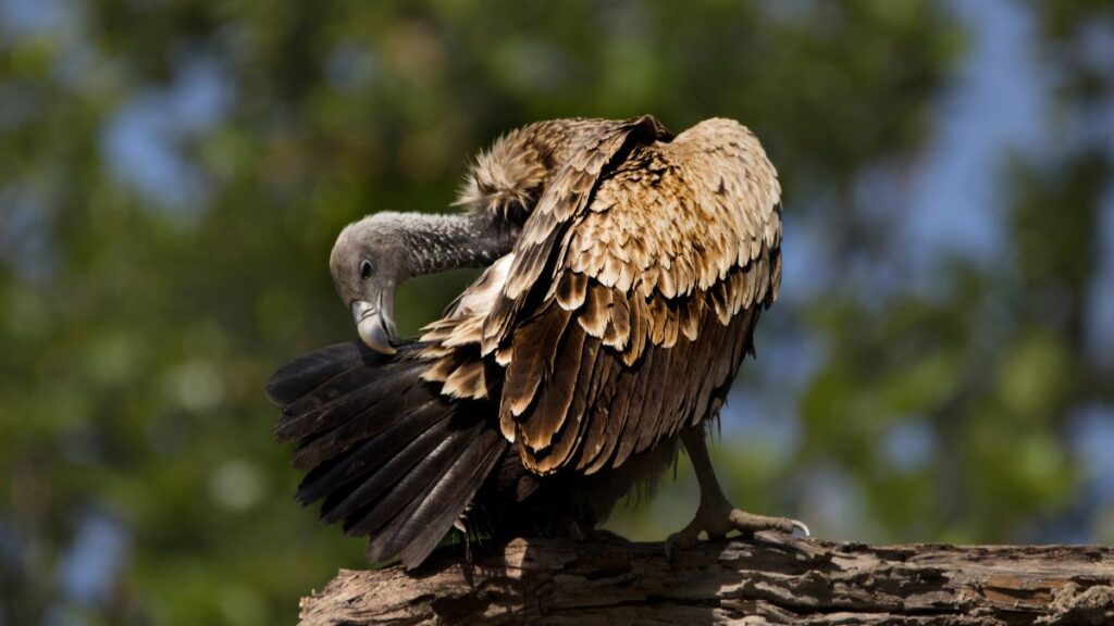 Egy indiai keselyű, amely a tollait tisztogatja egy ágon ülve.