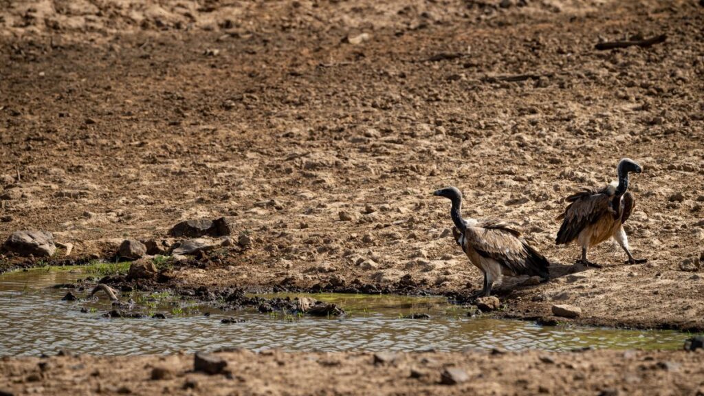 Két indiai keselyű sétál egy vízparton, száraz környezetben.