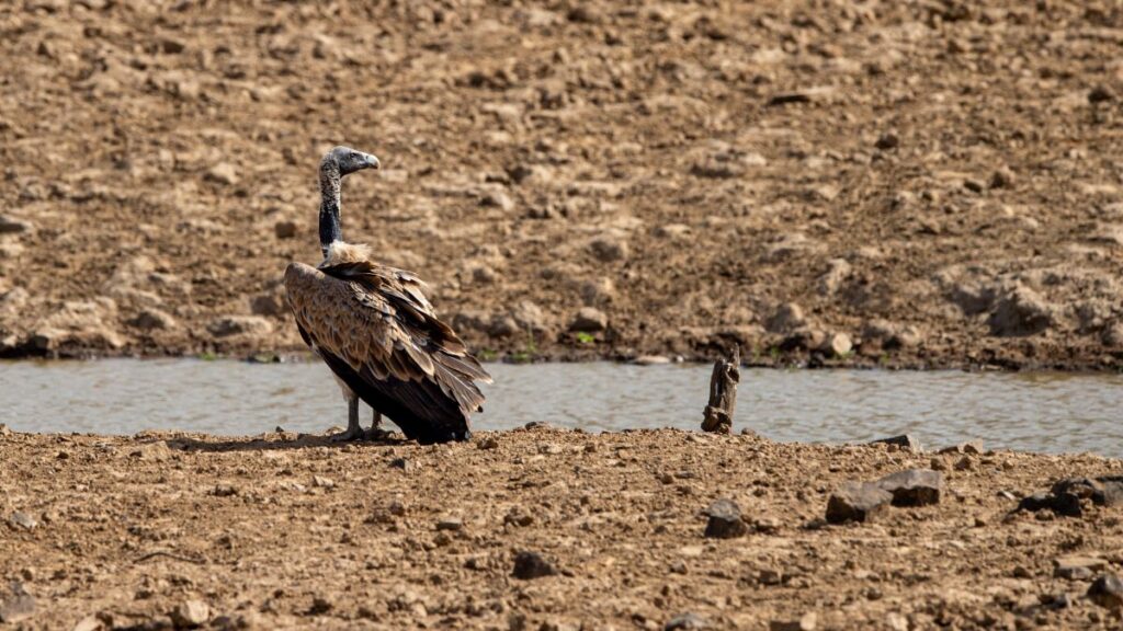 Egy indiai keselyű áll a száraz földön, a vízpart közelében.