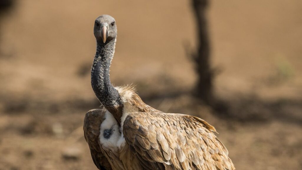 Egy indiai keselyű közelről, figyelmesen néz a kamerába, barna tollazattal.