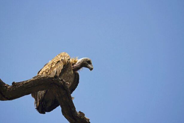 Egy indiai keselyű ül egy ágon, a háttérben tiszta kék ég.