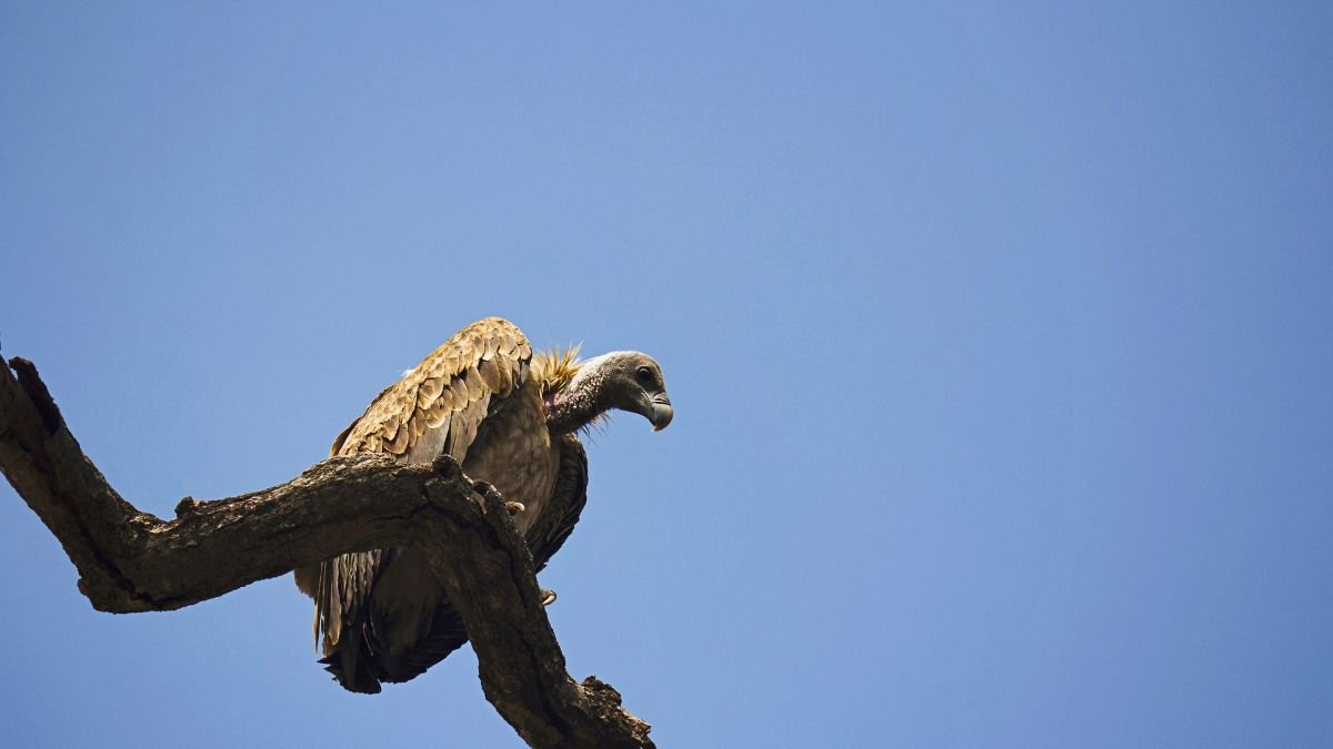 Egy indiai keselyű ül egy ágon, a háttérben tiszta kék ég.