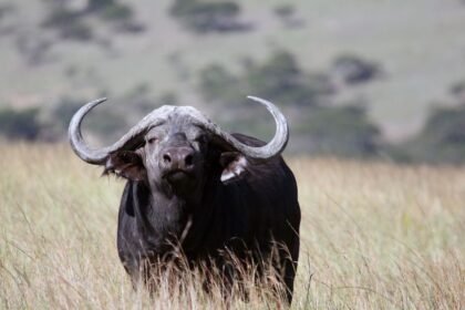 Kafferbivaly a fűben, erőteljes megjelenéssel és jellegzetes szarvakkal.