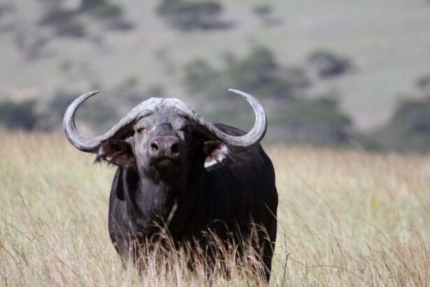 Kafferbivaly a fűben, erőteljes megjelenéssel és jellegzetes szarvakkal.