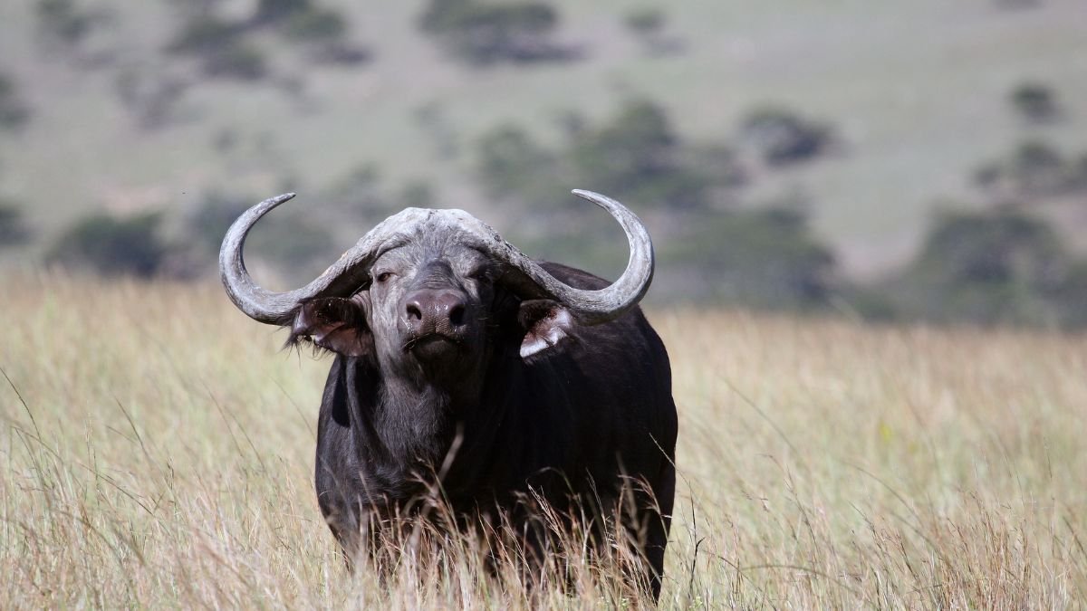 Kafferbivaly a fűben, erőteljes megjelenéssel és jellegzetes szarvakkal.