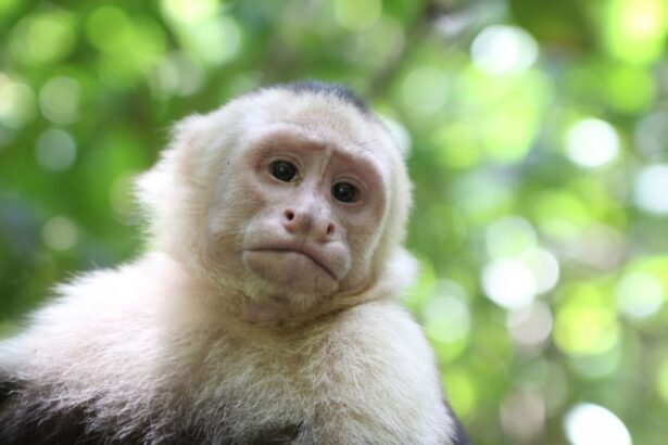 Egy kapucinus majom figyelmesen néz a kamerába, zöld háttérrel.