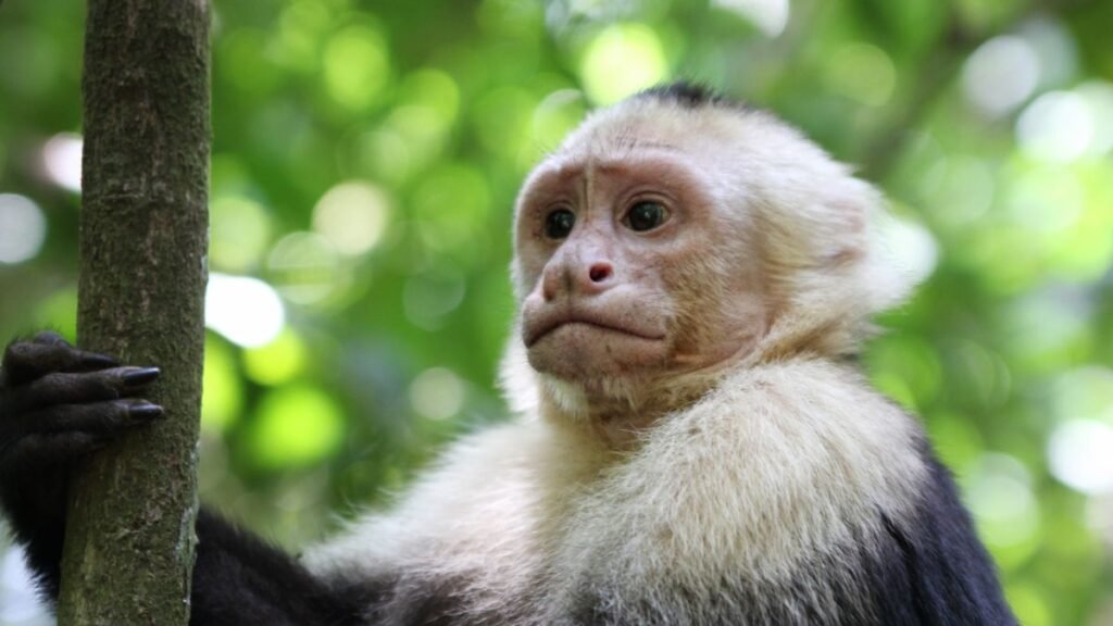Kapucinus majom, amely egy fán ülve figyel, zöld háttérrel.