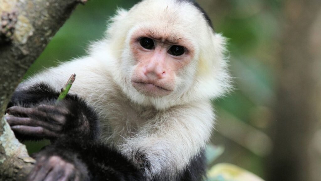 Egy kapucinus majom közelről, fák között ülve, figyelmes arckifejezéssel.